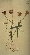 johan, Herbarium sheet